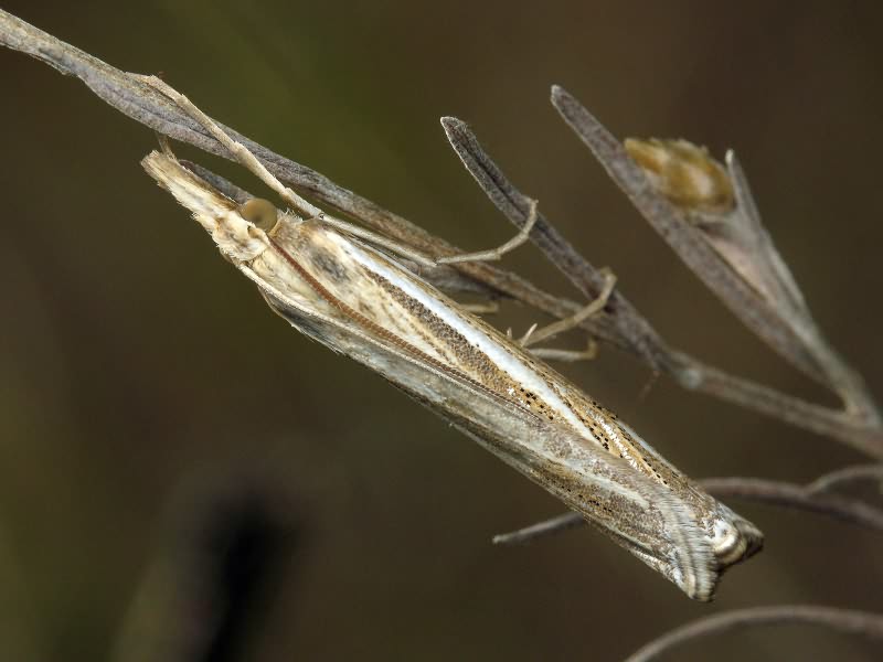 Crambidae